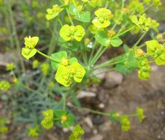 Euphorbia iberica