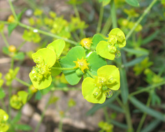 Euphorbia iberica