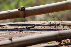 Aspidoscelis lineattissimus