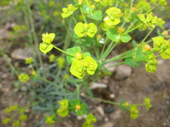 Euphorbia iberica