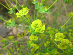 Euphorbia iberica