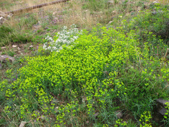 Euphorbia iberica