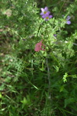 Diascia capsularis