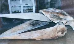 Balaenoptera physalus