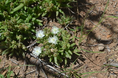 Delosperma pottsii