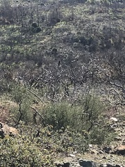 Aphelocoma californica