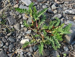 Astragalus schelichowii