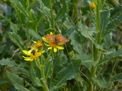 Boloria pales