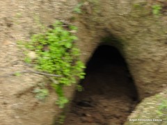 Oryctolagus cuniculus