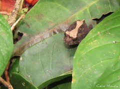 Proceratophrys cristiceps