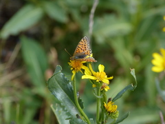 Boloria pales
