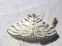 Conchylodes concinnalis