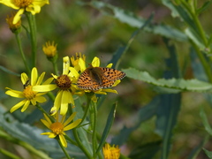 Boloria pales