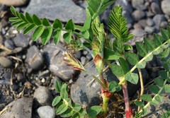 Astragalus schelichowii