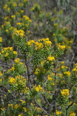 Euryops annae
