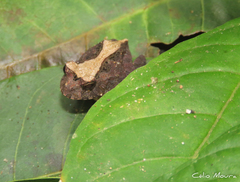 Proceratophrys cristiceps