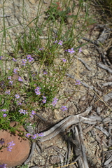 Chaenostoma patrioticum