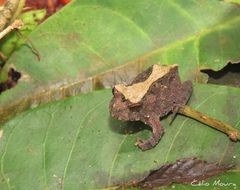 Proceratophrys cristiceps