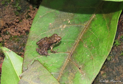 Pristimantis relictus