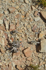 Anacampseros papyracea