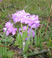 Primula algida
