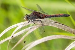 Leucorrhinia borealis