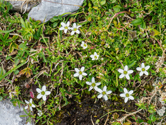 Moehringia ciliata