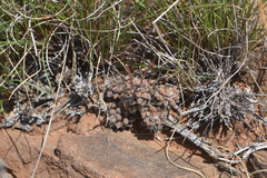 Anacampseros filamentosa