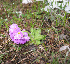 Primula algida