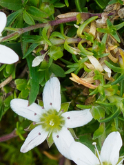 Moehringia ciliata