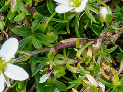 Moehringia ciliata