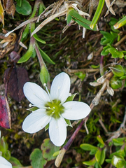 Moehringia ciliata