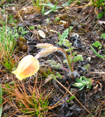 Pulsatilla albana
