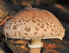 Macrolepiota fuligineosquarrosa