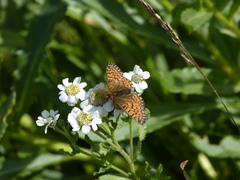 Boloria pales
