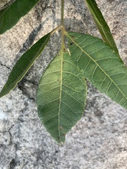 Astronium graveolens