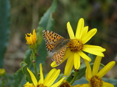 Boloria pales