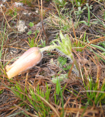 Pulsatilla albana