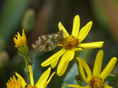 Boloria pales