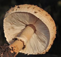 Macrolepiota fuligineosquarrosa