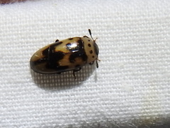 Ischyrus quadripunctatus