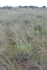 Gomphocarpus tomentosus