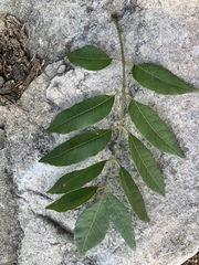 Astronium graveolens