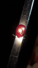 Paropsisterna octolineata