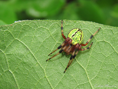 Araneus guttatus