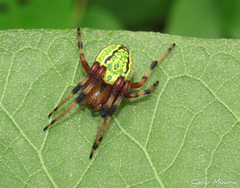 Araneus guttatus