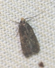 Dichomeris juncidella