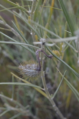 Gomphocarpus tomentosus