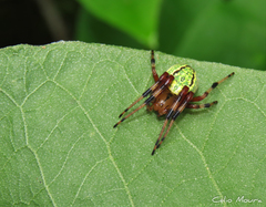 Araneus guttatus