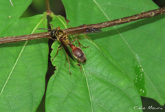 Polybia chrysothorax